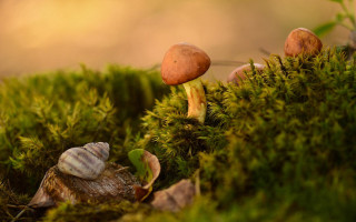 Mushrooms moss leaves nature macro - top of a moss free wallpaper