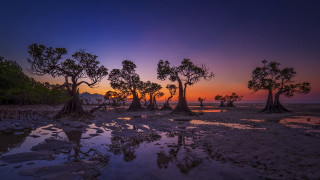 Sunset trees water autumn leaves - the foreground and a body of water free wallpaper for desktop