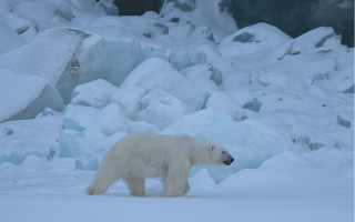 Polar bear snow ice rocks - a polar bear free wallpaper