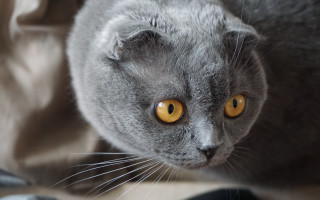 Gray cat yellow eyes bed - sharp focus free wallpaper