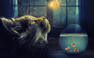 Cat goldfish magic realism aurora - sense of awe free wallpaper