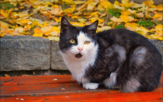Black white cat bench leaves - cat free wallpaper