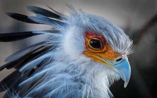 Colorful bird face macro portrait - head and neck free wallpaper
