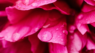 Pink flower water droplets macro 25 - petal free wallpaper for desktop