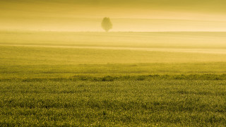 Horse field tree foggy sky - a tree in the distance free wallpaper