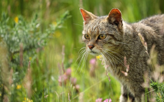 Cat flower field bokeh nature - a field of flowers and grass free wallpaper