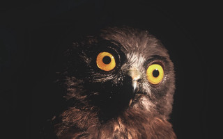 Bird yellow eyes owl moon - album cover free wallpaper for desktop