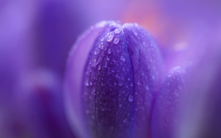 Purple flower water droplets macro 21 - water droplet free wallpaper