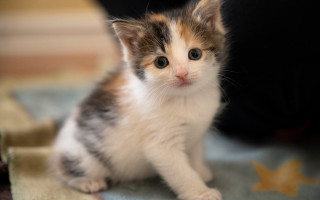 Small kitten blurry background shaded - tiny free wallpaper