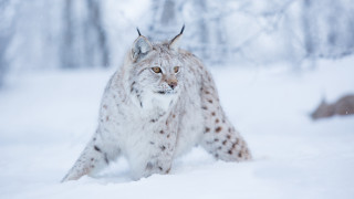 Lynx snowy forest motion blur - in a forest free wallpaper