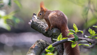Squirrel branch leaves nature animal - a squirrel free wallpaper for desktop