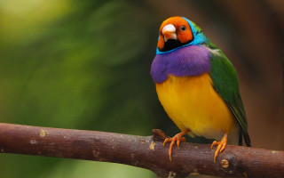 Colorful bird perched branch blurry 2 - upper body free wallpaper for desktop