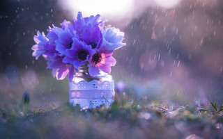 Vase purpleflowers rainyoutdoors macrophotography depthoffield - drop of water free wallpaper