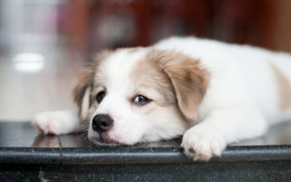 Puppy sad look table jigsaw - a puppy free wallpaper