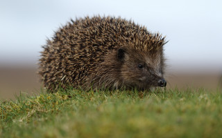Hedgehog grass daytime sun naturalism - a hedgehog free wallpaper