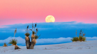 Full moon desert cactus sky - above the cloud free wallpaper