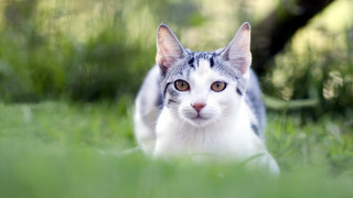 Curious cat walking grass outdoors 2 - a curious look free wallpaper