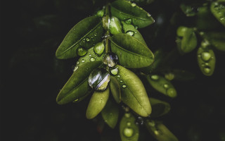 Water drops green leaves macro - a close up of a plant free wallpaper