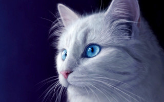 White cat blue eyes photorealistic - a white cat free wallpaper