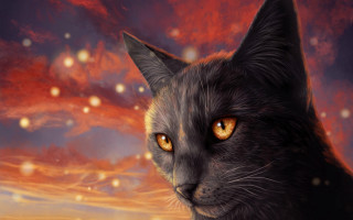 Cat yellow eyes red sky - a red sky in the background free wallpaper