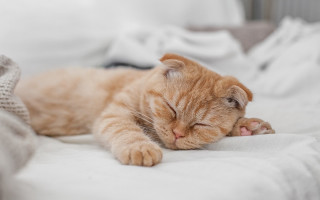 Orange cat sleeping blurry cute - a white blanket free wallpaper