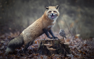 Red fox stump owl forest - an owl free wallpaper