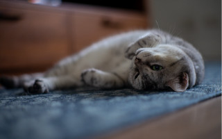 Cat floor dresser tiltshift photorealistic - its paw free wallpaper for desktop