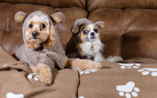 Dog couch sweaters hats pawprints - paw free wallpaper