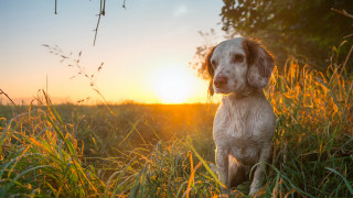 Dog sunset field grass autumn - elke vogelsang free wallpaper