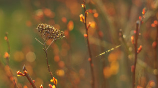 Plant small flowers blurry background - small flower free wallpaper