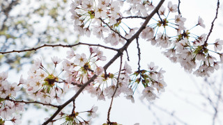 White flower branch blue sky 7 - a blue sky background free wallpaper for desktop