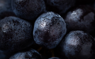 Blueberries water droplets dark background - harlem renaissance free wallpaper