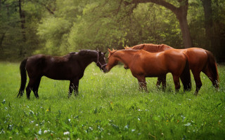 Horses rubbing in field nature - three horse free wallpaper