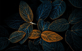 Leafy plant white flower black - fine foliage lace free wallpaper for desktop