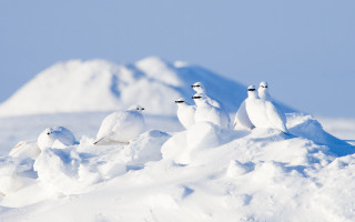 Birds snowy hill mountain blue - a group of birds free wallpaper
