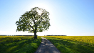 Tree road field flower blue - blue sky in the background free wallpaper