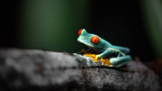 Small green frog red eyes - a blurry background free wallpaper for desktop