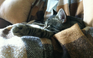 Cat blanket couch fence fishnets - the couch free wallpaper