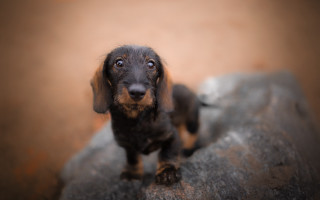 Sad dog rock tiltshift blurry - top of a rock free wallpaper