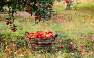 Basket apples grass tree fall - a basket of apples free wallpaper