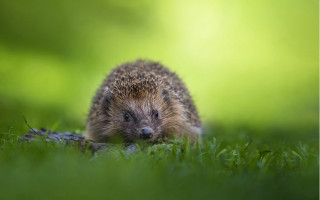 Hedgehog grass sun blurry background - a hedgehog free wallpaper