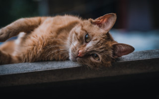 Cat cement wall window sill - one paw free wallpaper