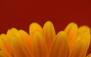 Yellow flower red background macro - a yellow flower free wallpaper