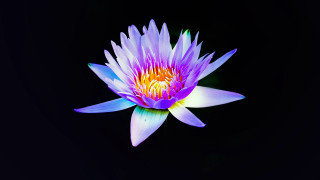 Purple flower yellow center hologram - the petal free wallpaper for desktop