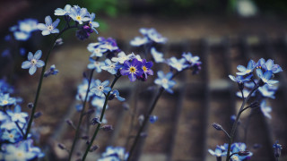 Blue flowers vase outdoor bench - a bench in the background free wallpaper
