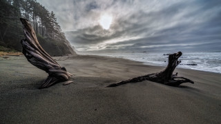 Tree stump beach cloudy sky - a tree stump free wallpaper