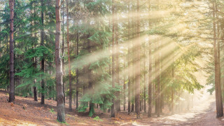 Sunbeam forest path architecture ruins - sunbeam free wallpaper