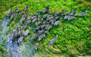 Zebras herd grass field water - op art free wallpaper for desktop
