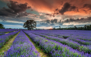 Lavender field cloudy sunset tree - a field of lavender free wallpaper