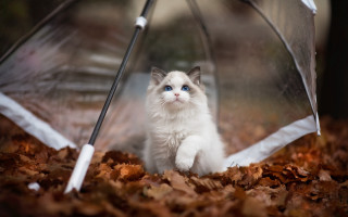 White cat under umbrella autumn 2 - the leaf free wallpaper for desktop